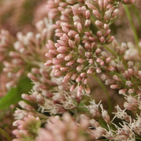 フジバカマ フジバカマ