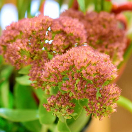 フラワーレッスン花材集 秋 ラピエスフルーリ